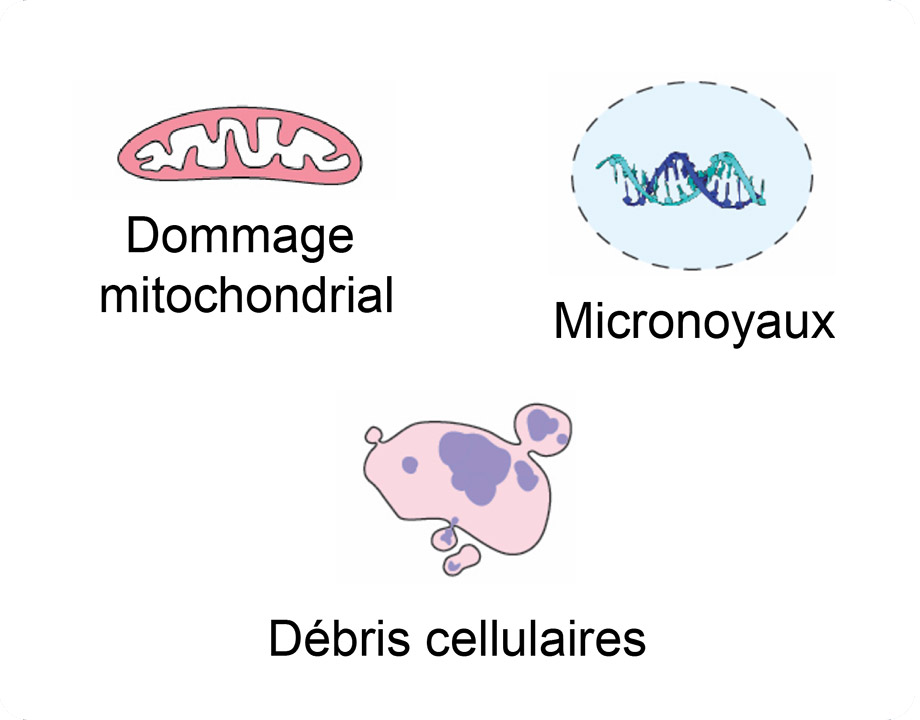 Aberrant Accumulation of cytoplasmic dsDNA - diagram