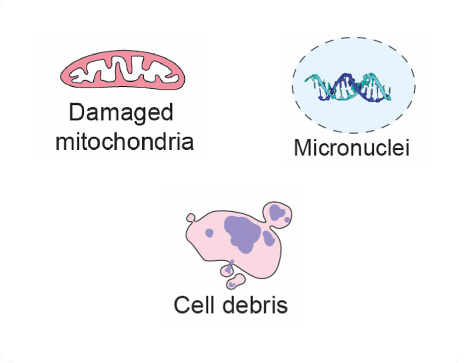 Aberrant Accumulation of cytoplasmic dsDNA - diagram