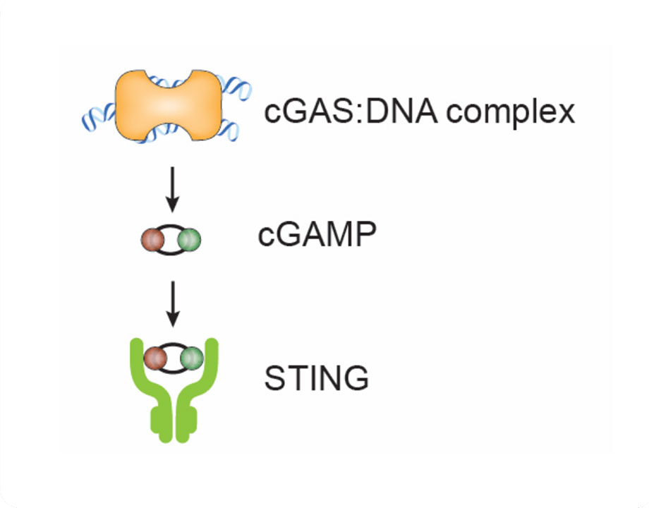 cGAS-STING diagram