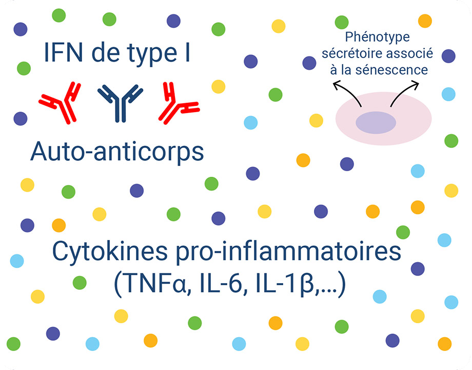 Inflammatory cytokines - diagram