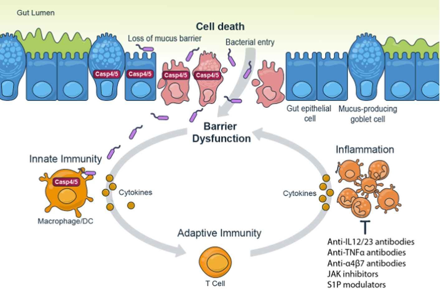 Caspase-4-5-role-graphic
