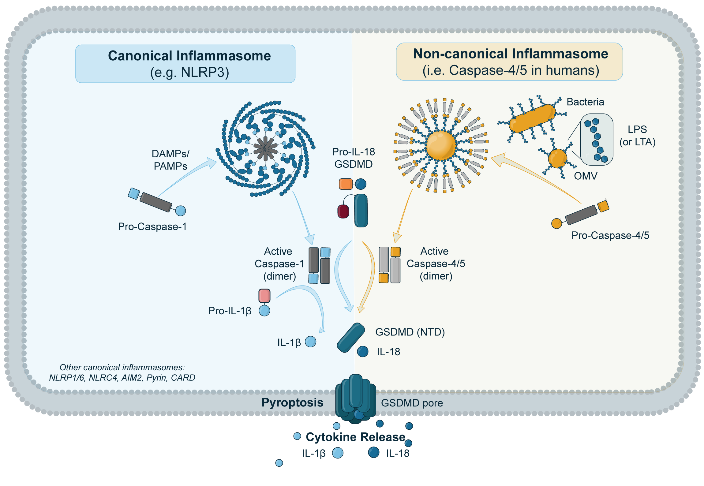 inflammasome-schematic